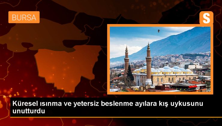 Bozayılar, küresel ısınma ve yaşam alanlarının daralması nedeniyle kış uykusuna yatmadan geçiriyor