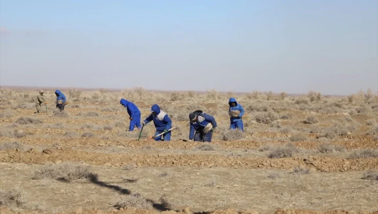 Özbekistan’da Aral Gölü’nün kuruyan kısmı ağaçlandırılıyor