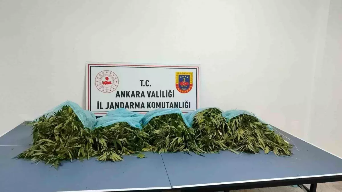 Çamlıdere’de 25 Kilogram Esrar Ele Geçirildi