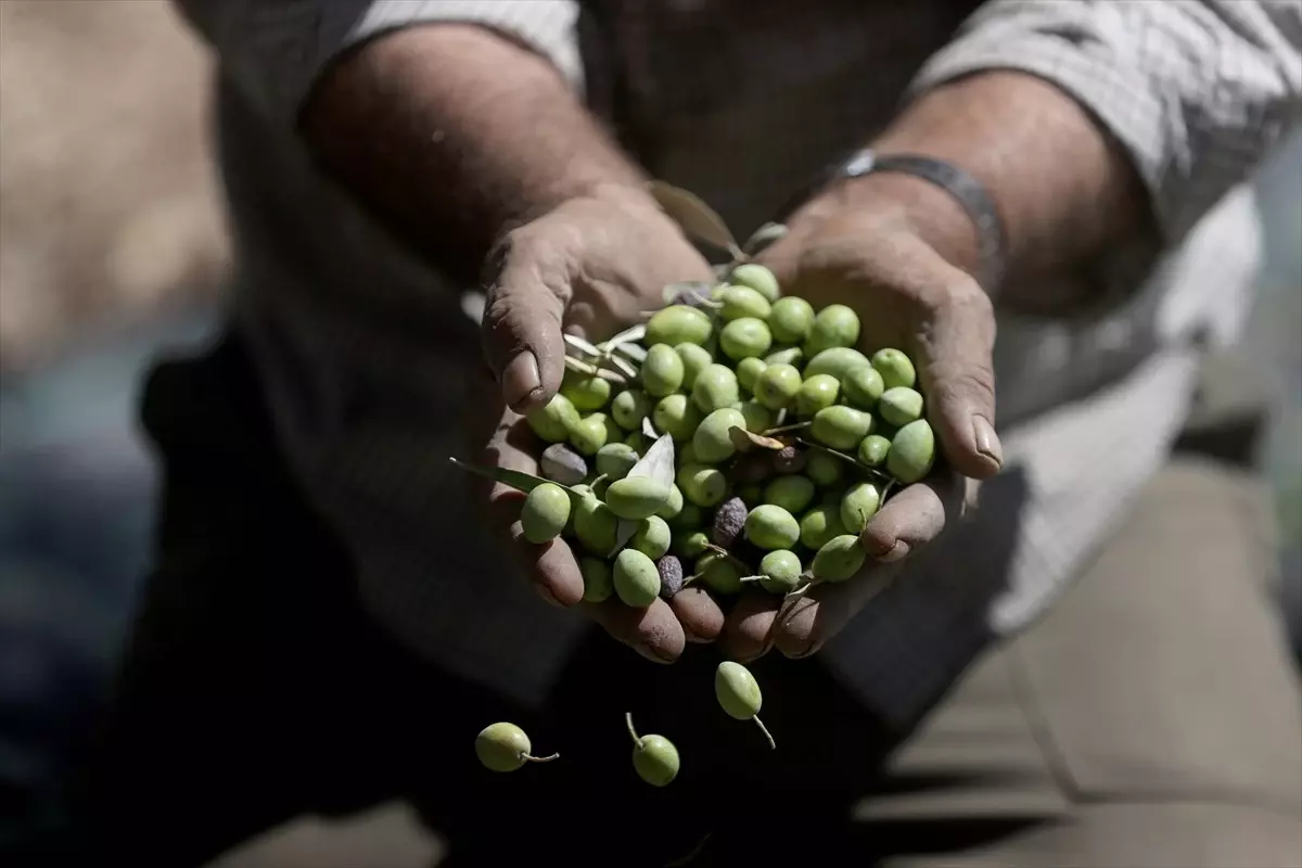 Filistinli Çiftçiler Zeytin Hasadında Saldırı Tehdidiyle Karşı Karşıya