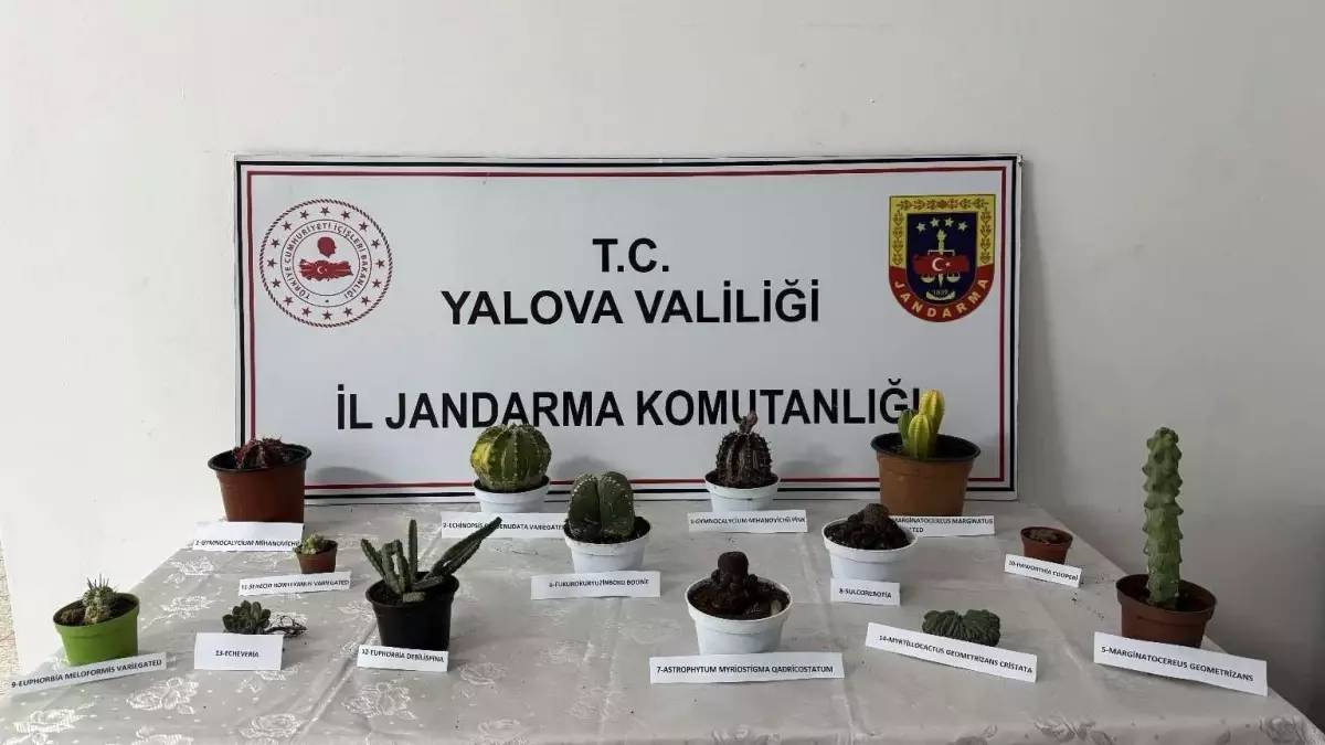 Yalova’da Kaktüs Hırsızı Yakalandı